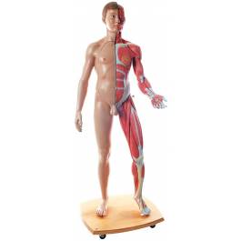 B Scientific B Life Size Dual Sex European Muscular Model Part