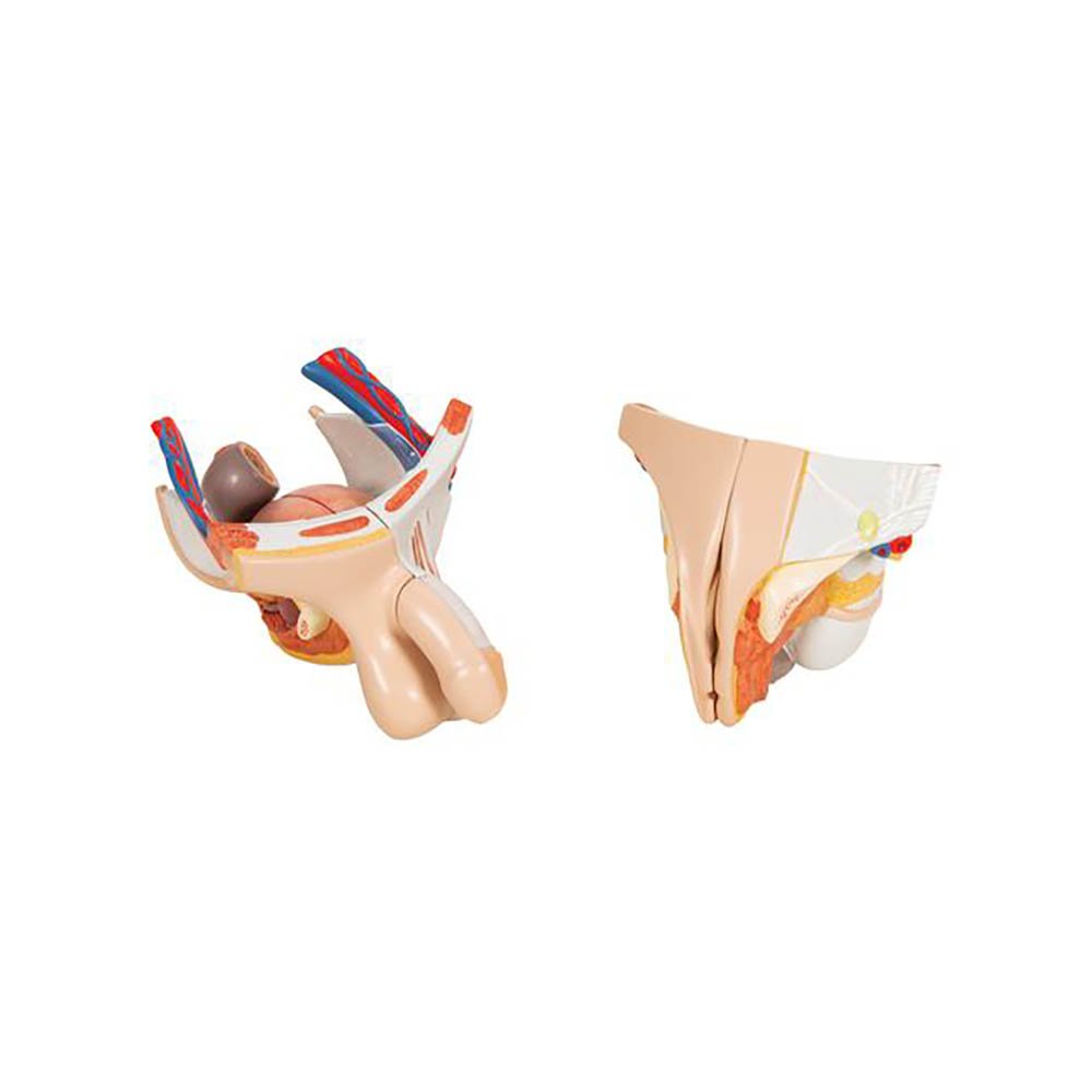 B Scientific B Life Size Dual Sex European Muscular Model Part