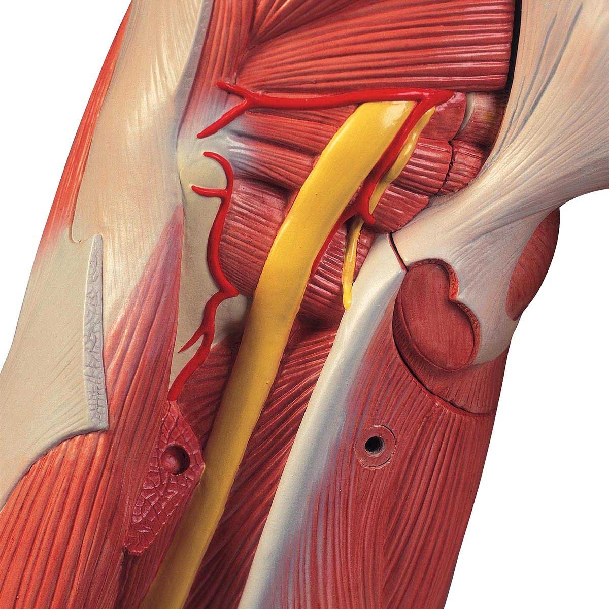 B Scientific B Life Size Dual Sex Asian Muscular Figure Part