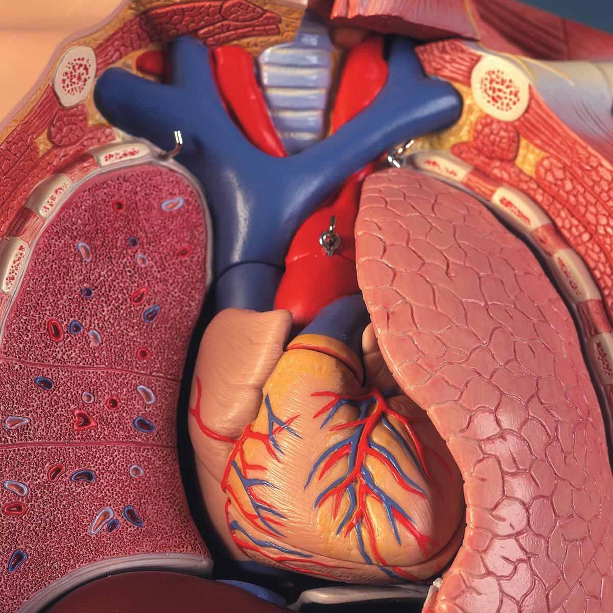 3B Scientific B53 Life Size Dual Sex European Muscular Model 39 Part