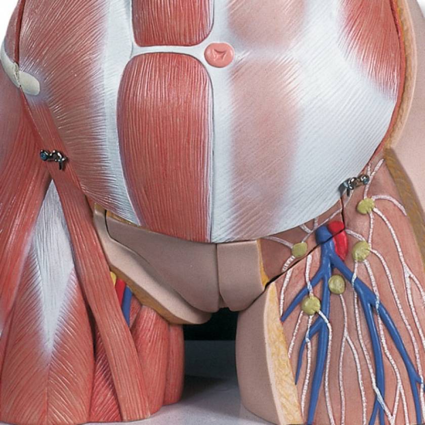 3B Scientific B40 Deluxe Dual Sex Muscle Torso Model 31 Part