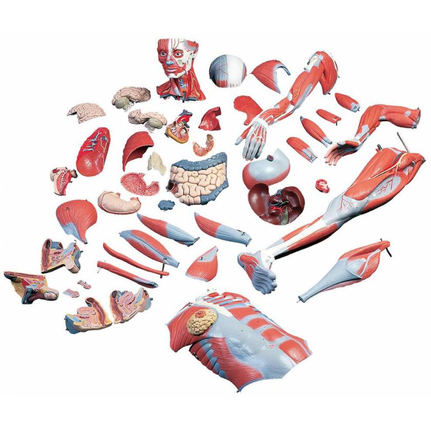 B Scientific B Dual Sex Muscle Figure Part Life Size