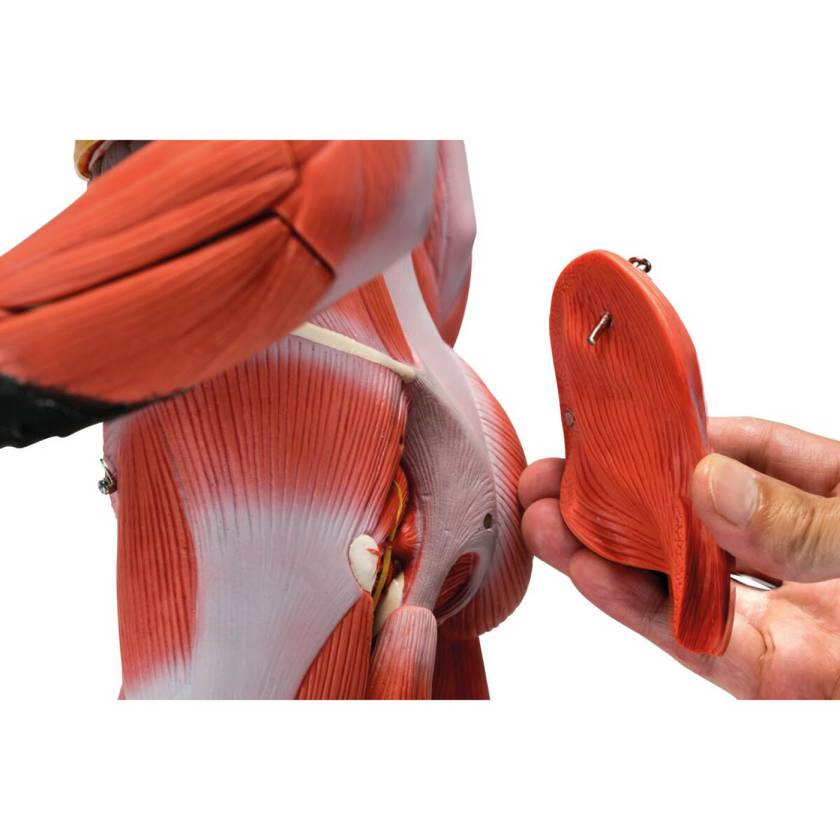 B Scientific B Complete Dual Sex Muscle Figure Part