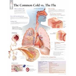 scientific publishing the common cold vs the flu chart common cold vs flu chart