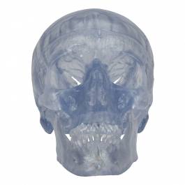 3B Scientific Human Skull Model With 5-Part Brain - 7.9" Plastic Anatomical Skull For Medical Study - View #8