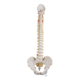 Didactic Flexible Human Spine Model - 3B Smart Anatomy - View #11