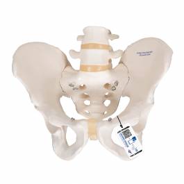 3B Smart Anatomy Male Pelvic Skeleton Model A60