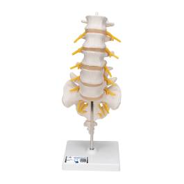 a74_flexible-lumbar-vertebral-