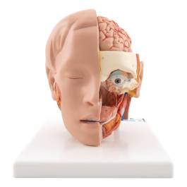 c09-1_human-head-6-part-model-