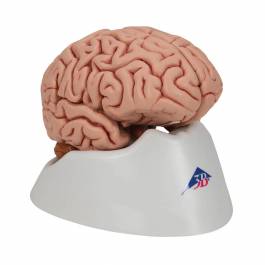 c18_classic-human-brain-model-