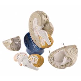 Denoyer Geppert Giant 4 Part Brain Model 0170 00