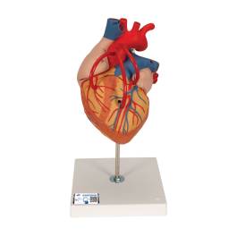 heartページですm(__)m 3B Scientific G06 Heart Model with Bypass 2 Times Life-Size 4-Part