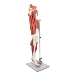 pivotal health electric epidural positioning device