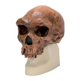 VP754-1 Broken Hill or Kabwe Anthropological Skull Model