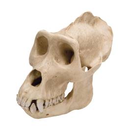Cranio Di Gorilla Maschile 3B Scientific - Replica Anatomica, 26x16.5x19.5 Cm - Foto 4