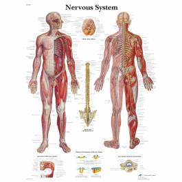 3B Scientific Nervous System Chart