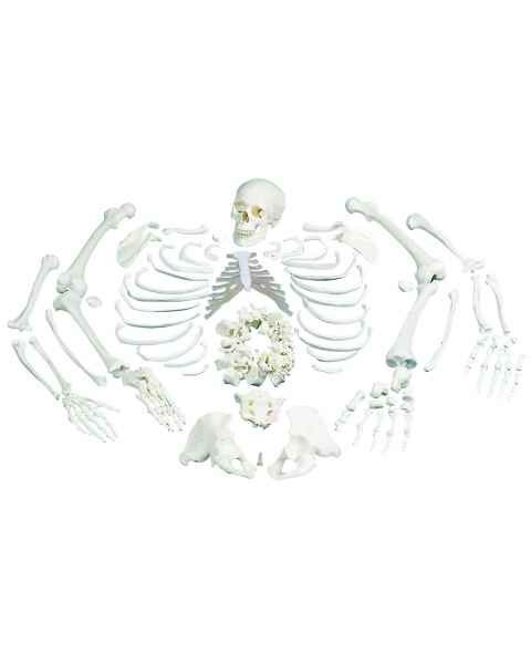 Disarticulated Full Skeleton with 3 Part Skull