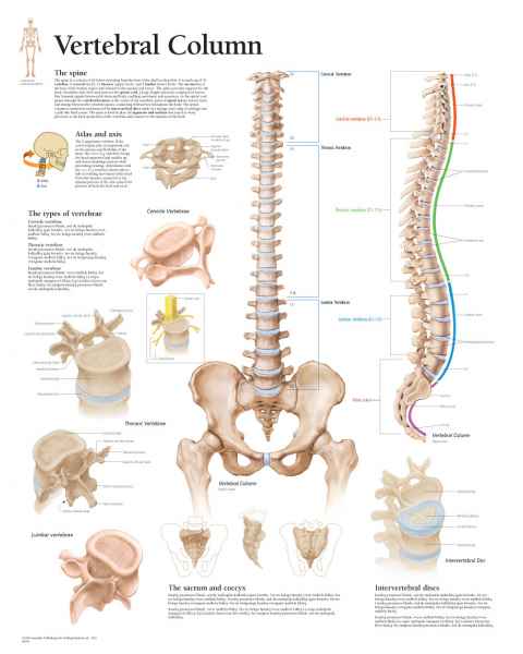 The Vertebral Column Chart