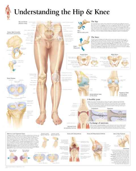 Understanding the Hip & Knee Chart