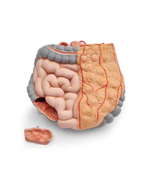 Torso: Whole Intestine 2-Part Complete