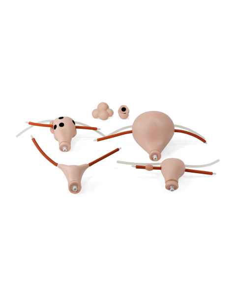 3B Scientific 1021595 Replacement Uteri Set for SKINlike™ Gynecologic Skills Trainer