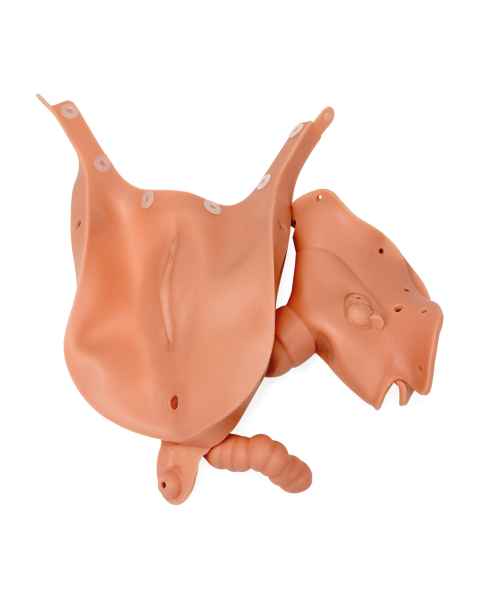 3B Scientific Replacement Vagina Insert for SKINlike™ Gynecologic Skills Trainer - Light Skin Tone