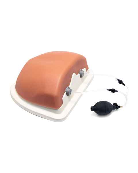 3B Scientific 1021899 Image Guided Thoracic Spinal Injection Trainer