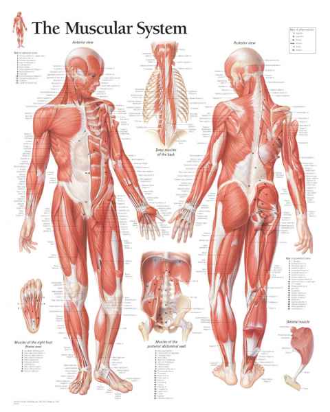 Male Muscular System Chart