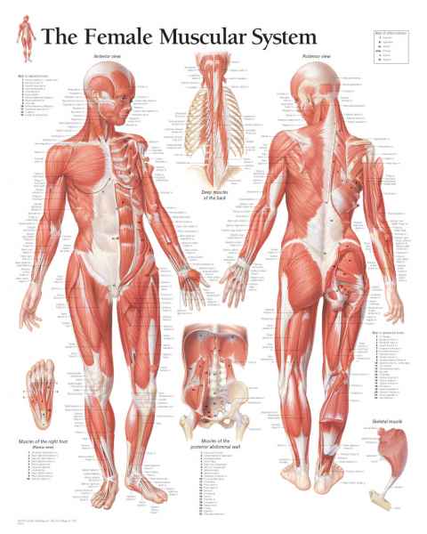 Female Muscular System Chart