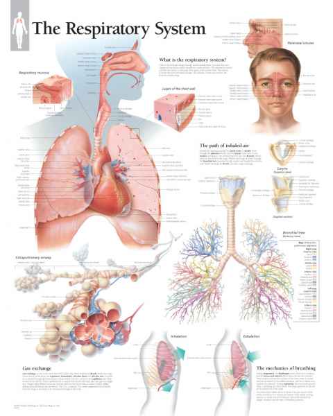 Respiratory System Chart