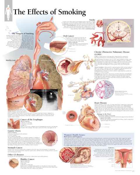 The Effects of Smoking Chart