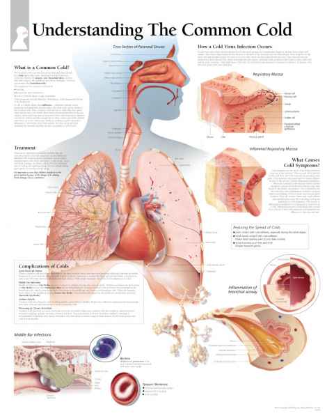 Understand The Common Cold Chart