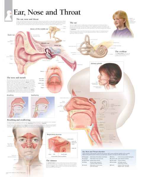 Ear Nose and Throat Chart