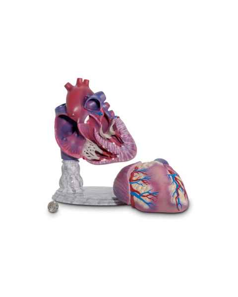 Scientific Publishing 1400MG 2-Piece Giant Heart Model 150% Life-Size