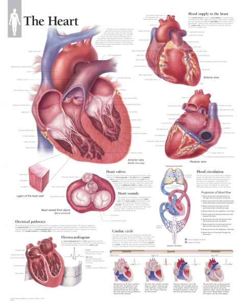 The Heart Chart