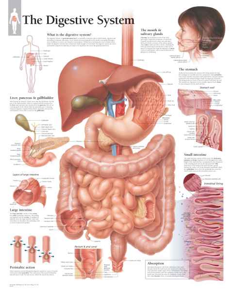 The Digestive System Chart