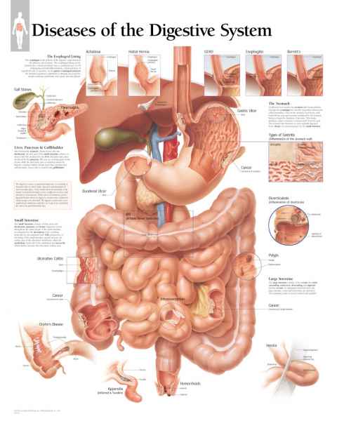 Diseases of the Digestive System Chart