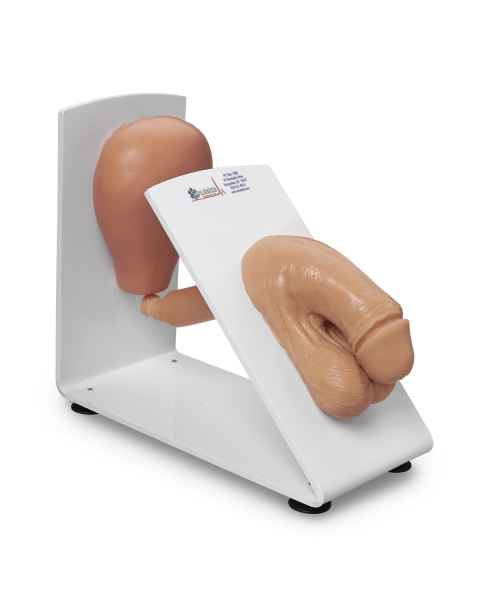 Male Catheterization Training Model