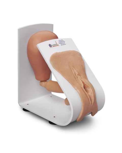 Female Catheterization Training Model