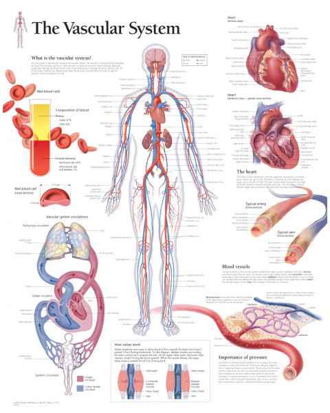 The Vascular System Chart