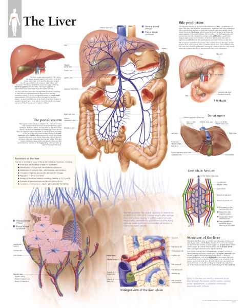 The Liver Chart