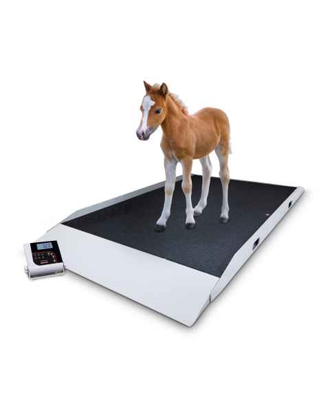 Rice Lake 204407 Large Dual-Ramp Veterinary Scale (Animal shown for demonstration purposes only and is not included)