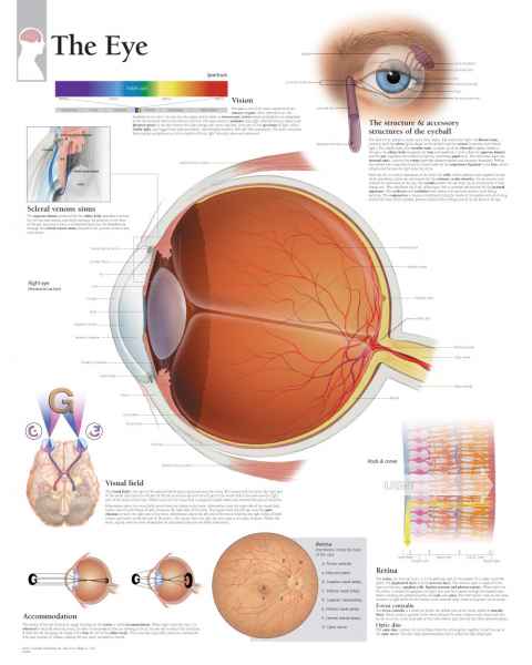 The Eye Chart