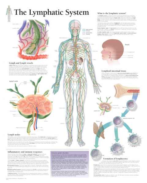 The Lymphatic System Chart