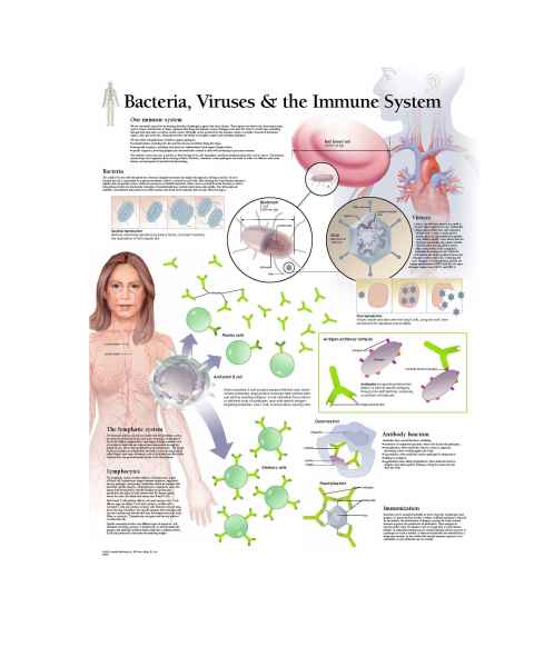 Scientific Publishing Bacteria, Viruses & the Immune System Chart