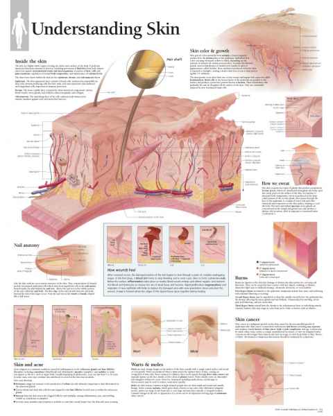 Understanding Skin Chart