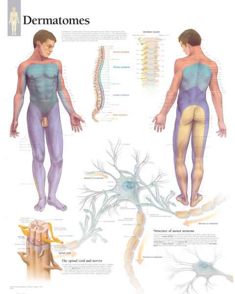 Dermatomes Chart