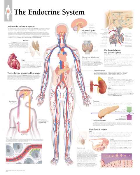 The Endocrine System Chart