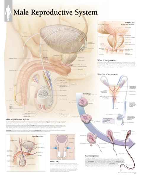 Male Reproductive System Chart