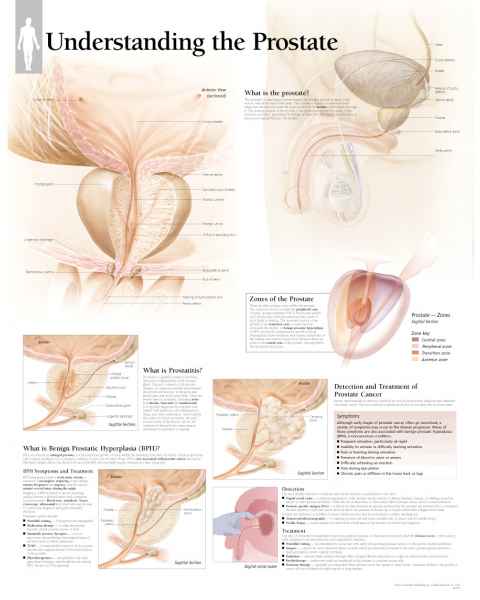 Understanding The Prostate Chart